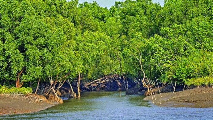 sundarban