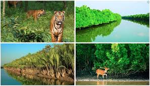বিশ্ব ঐতিহ্য সুন্দরবনের ইতিহাস ও ঐতিহ্য অপার সৌন্দর্য 1