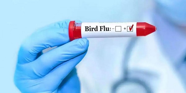 Bird flu