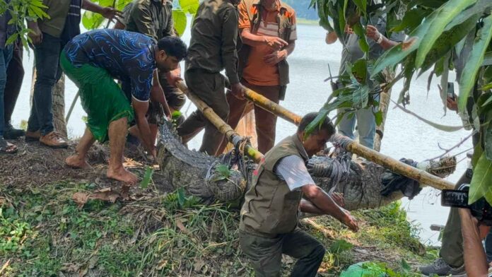 শেষ হলো সাড়ে ছয় শতকের ঐতিহ্য! খানজাহান আলী (রহ.) মাজার দিঘি থেকে সরানো হলো শেষ কুমির