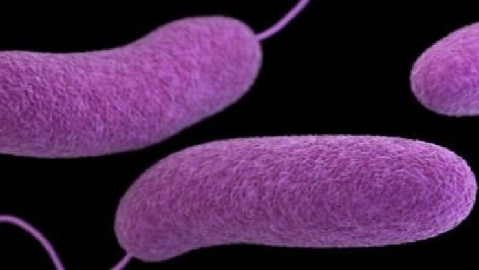 vibrio
